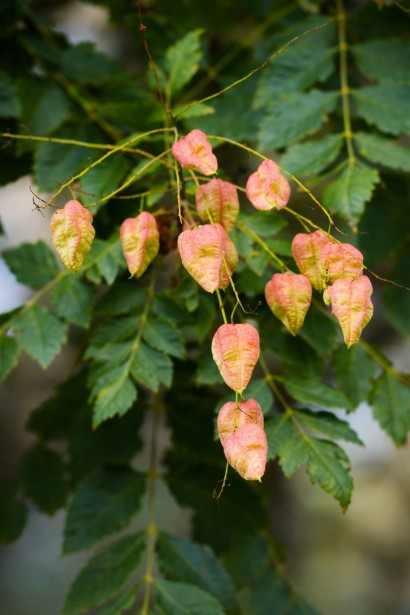 Кельрейтерія 